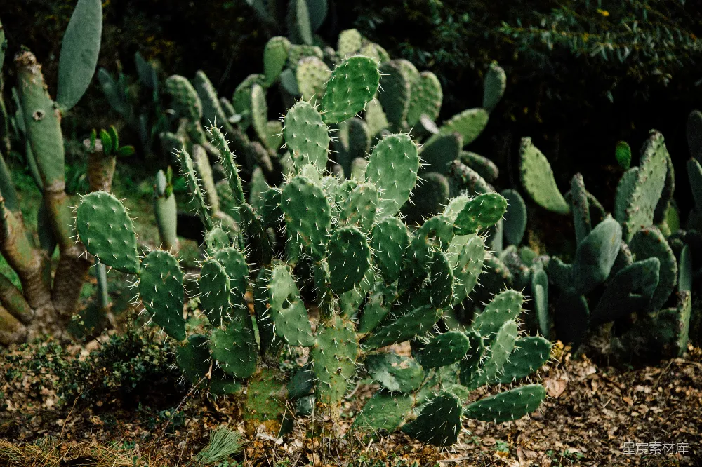 高清摄影 绿色仙人掌植物