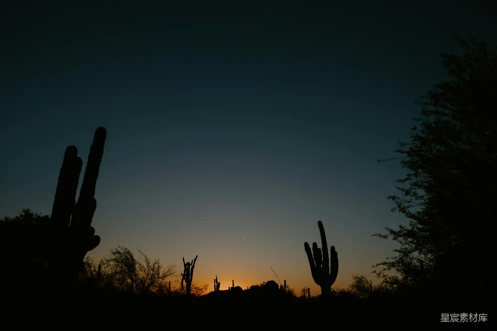 高清摄影 夕阳下轮廓分明的沙漠景观，有仙人掌。
