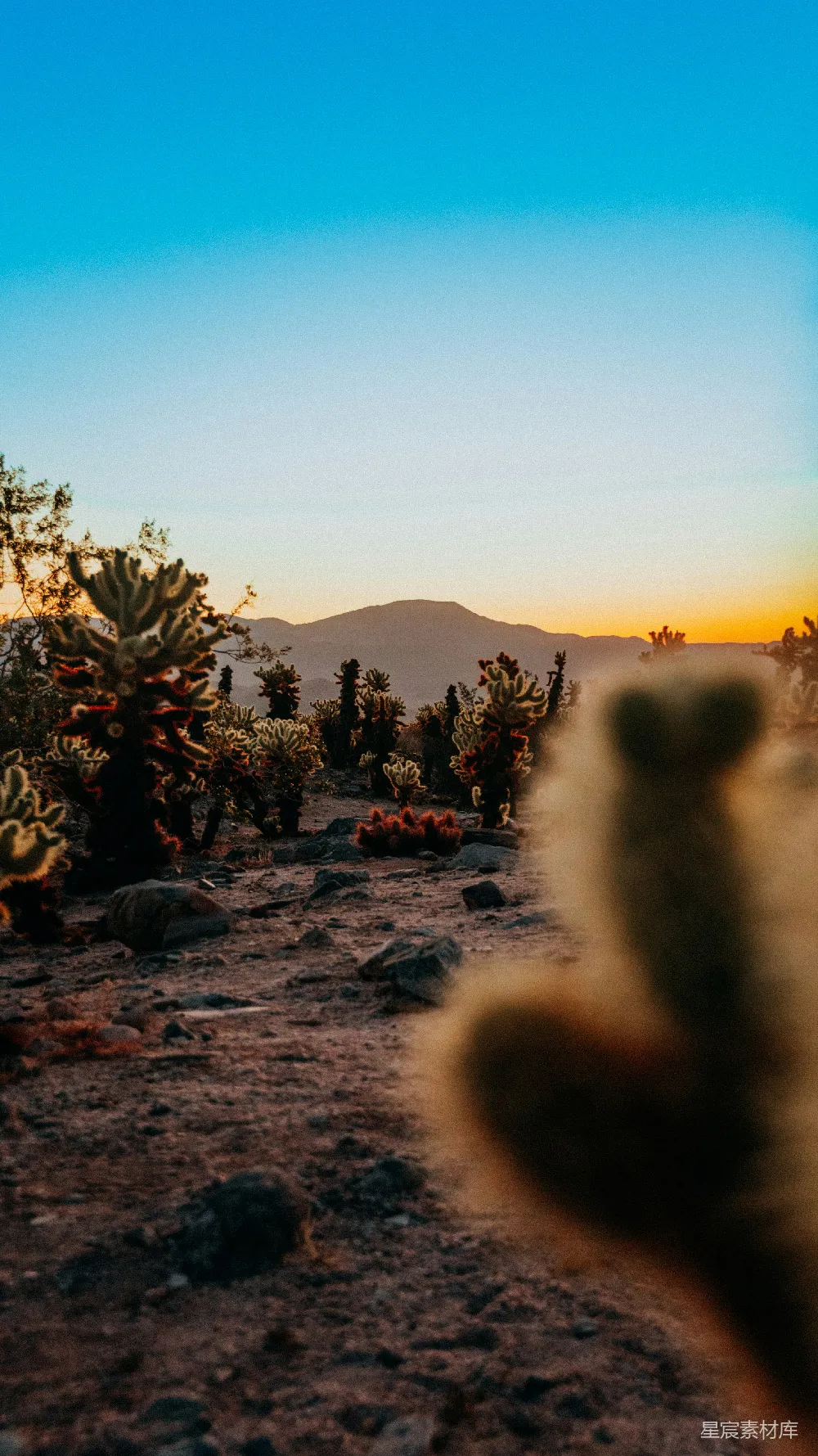 高清摄影 前景是一株仙人掌，背景是山峦。