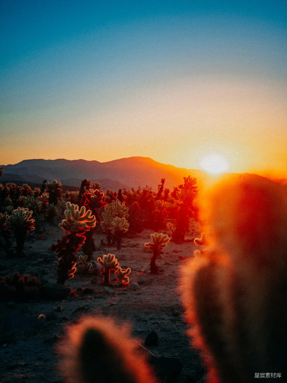 高清摄影 沙漠中的太阳正在落山，伴随着仙人掌。