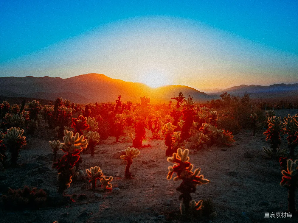高清摄影 夕阳西下，一片沙漠之中有仙人掌。