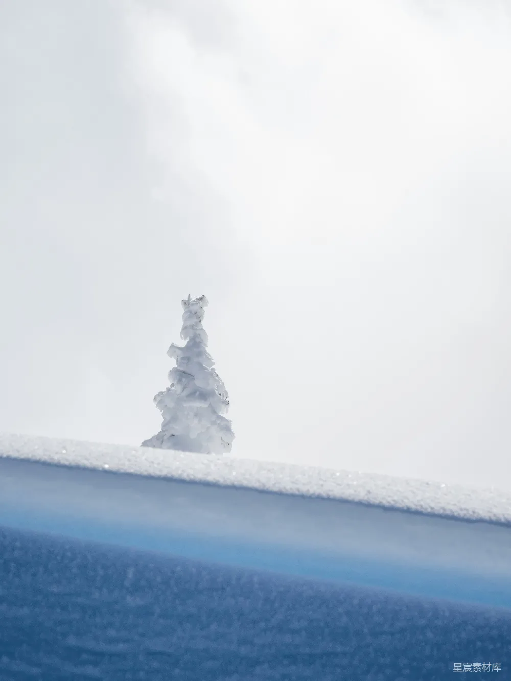 山顶上覆盖着白雪的一棵树