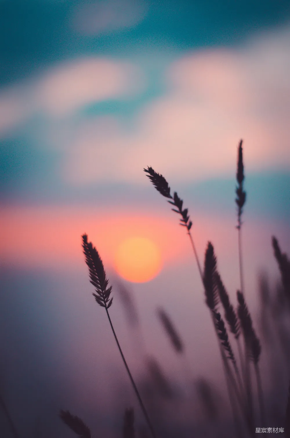 高清摄影 夕阳下的麦田轮廓