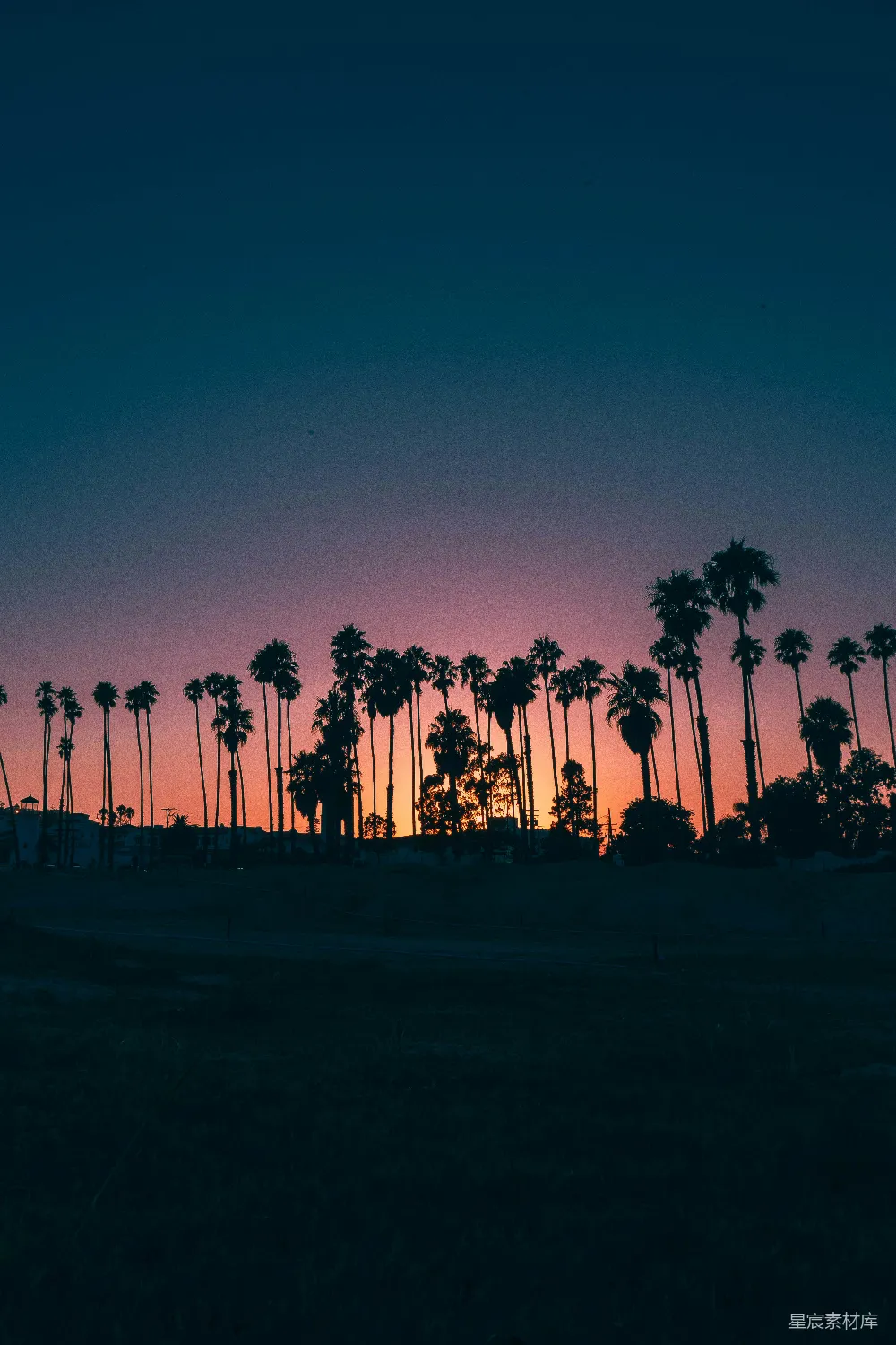 高清摄影 夕阳下的棕榈树