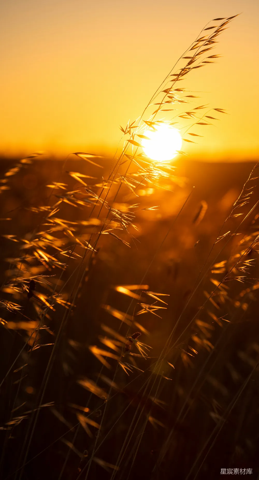 高清摄影 夕阳下的棕色小麦田