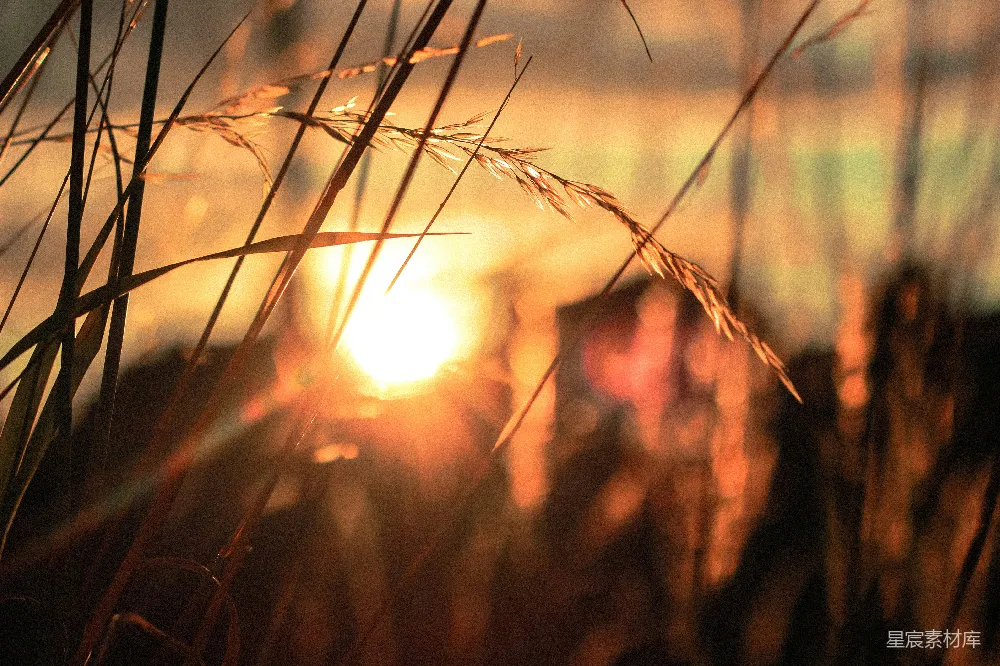 高清摄影 小麦田的轮廓特写照片