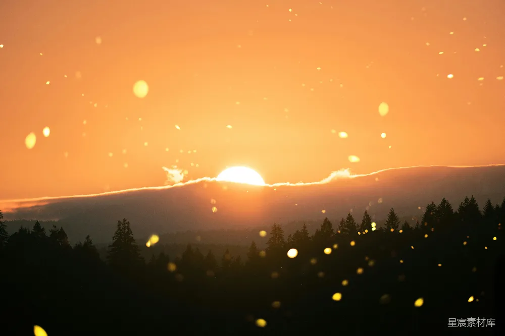 高清摄影 sunrise时的松树