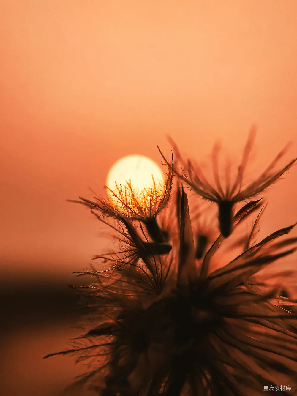 高清摄影 夕阳下的草影
