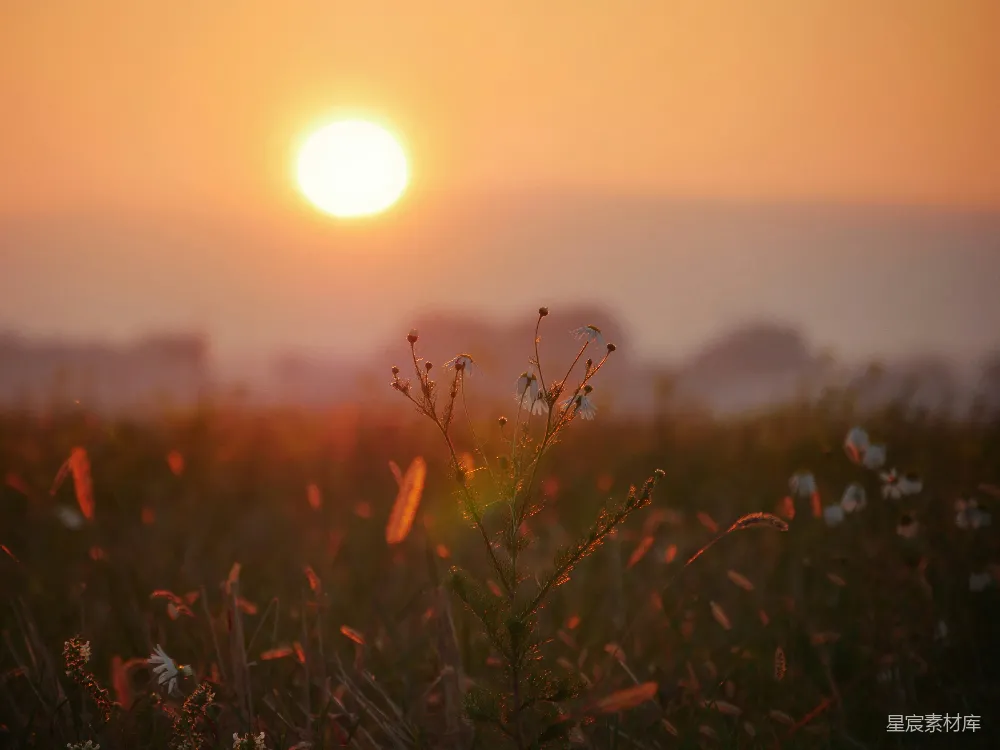高清摄影 夕阳映照在一片野花田上。