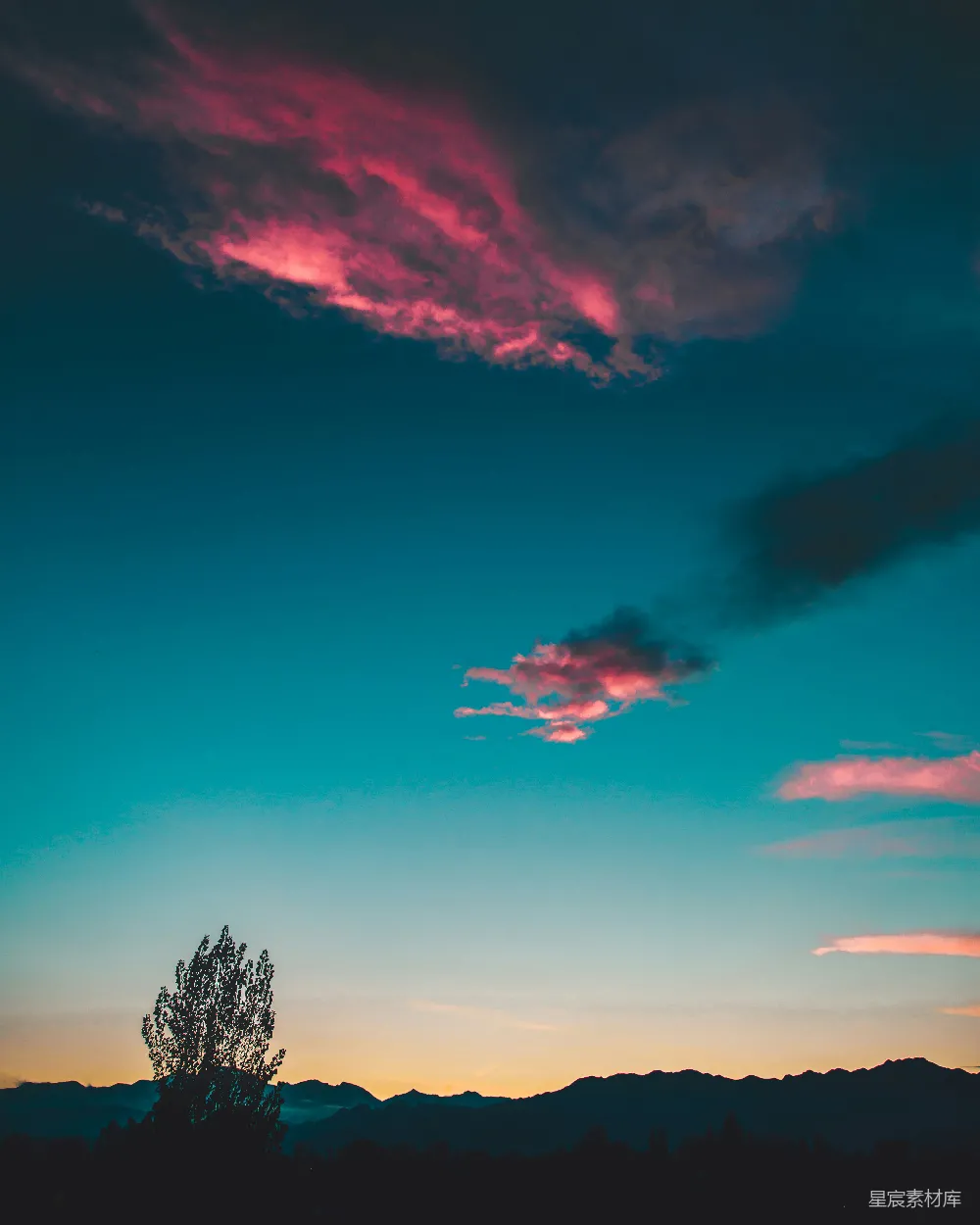 高清摄影 夕阳下的树影轮廓