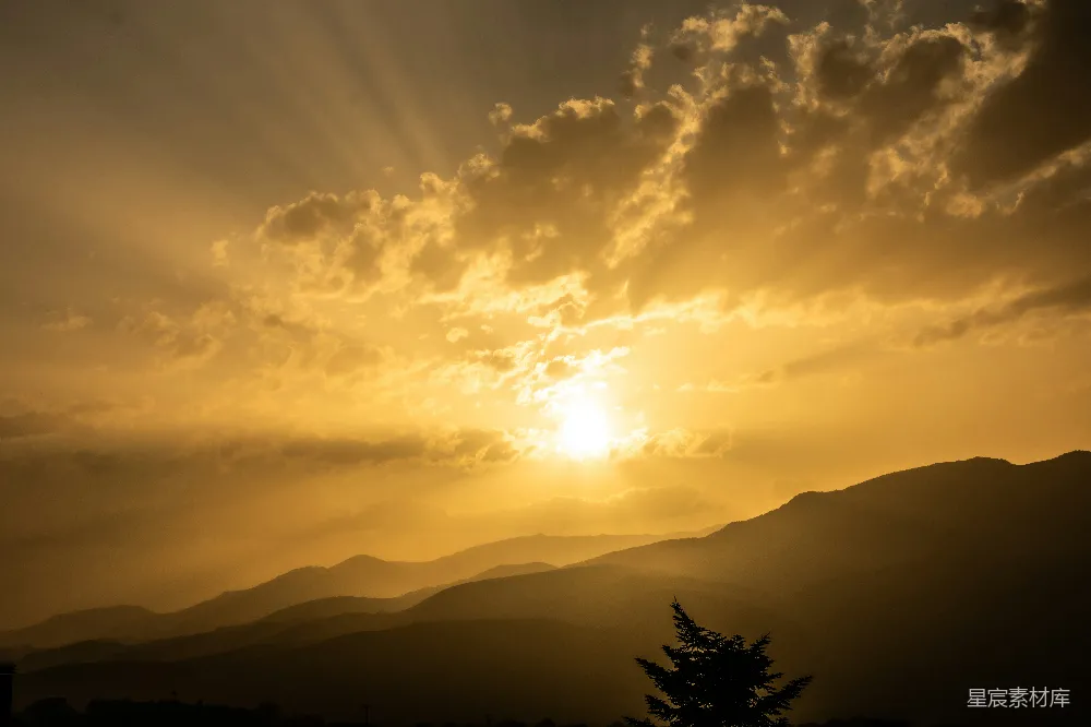 高清摄影 夕阳下的树影轮廓