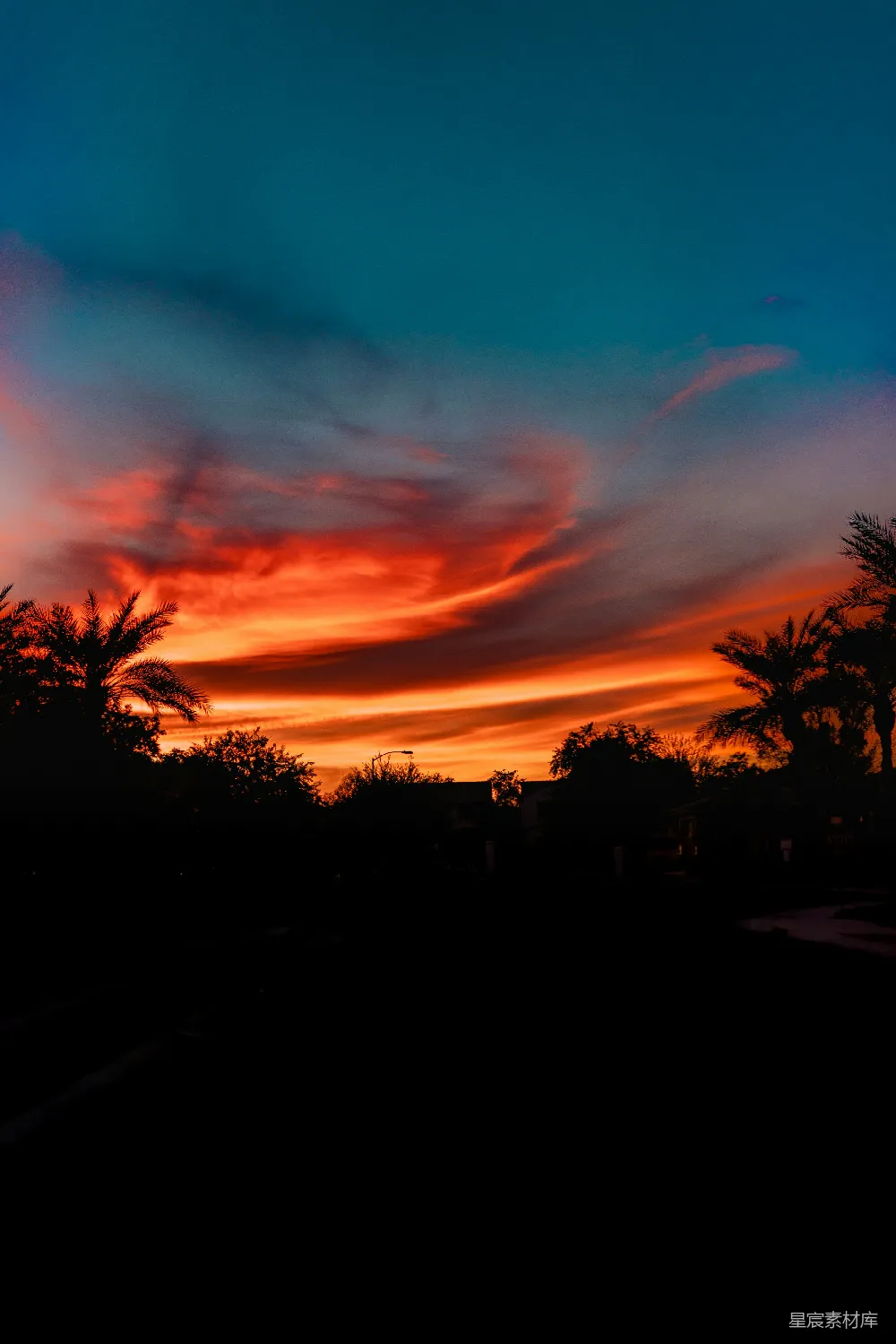 高清摄影  夕阳下的树影轮廓
