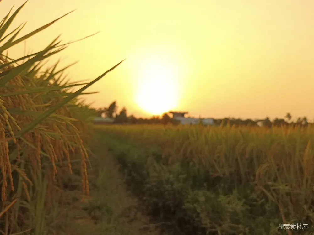 高清摄影 夕阳西下，一片庄稼地之中。