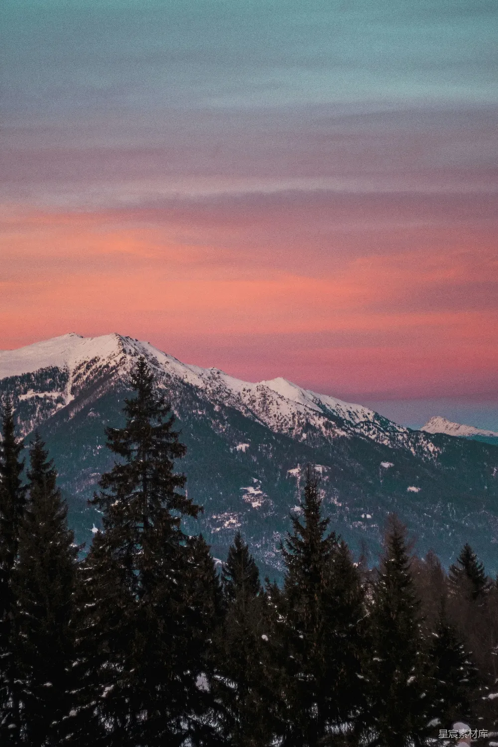 高清摄影 金光下松树近雪山