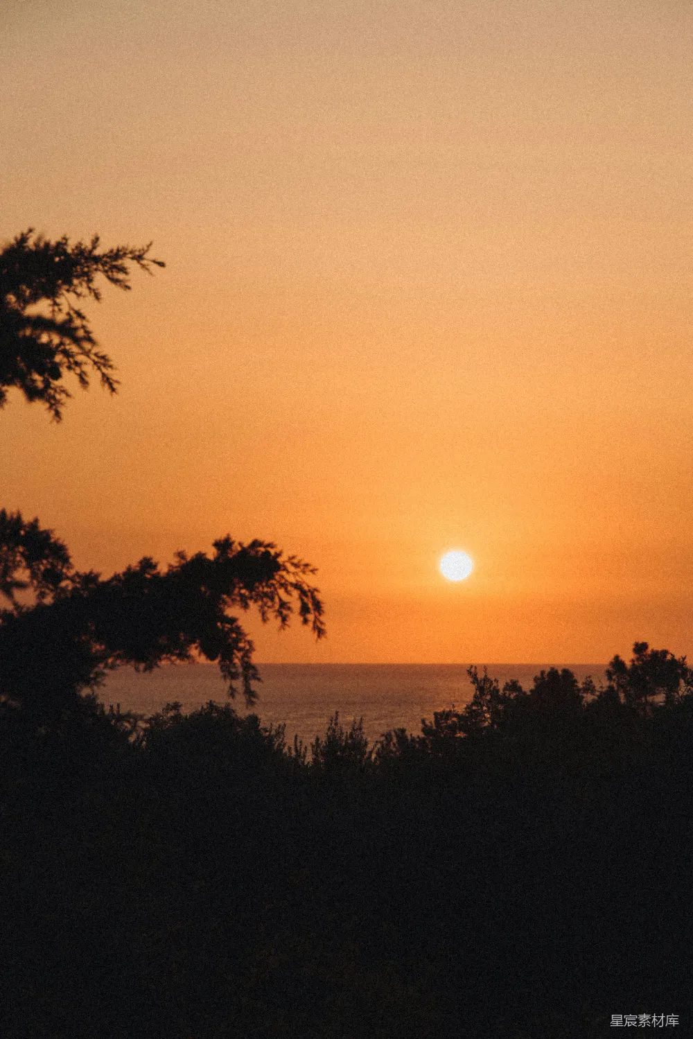 高清摄影 夕阳下的树影轮廓