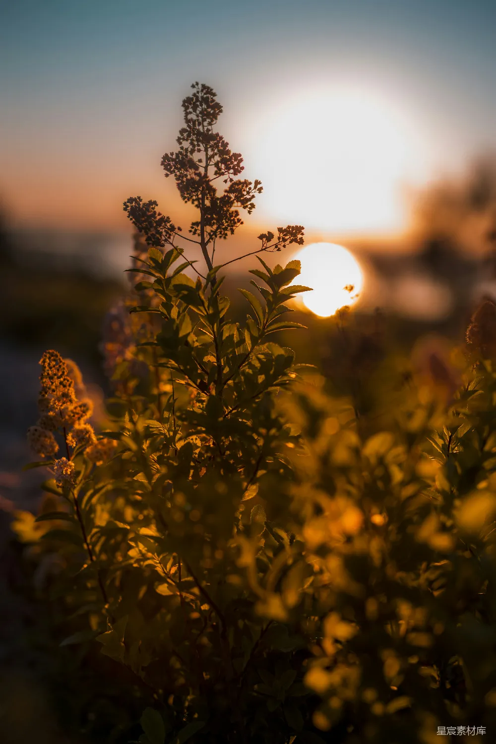 高清摄影 夕阳下的绿色植物