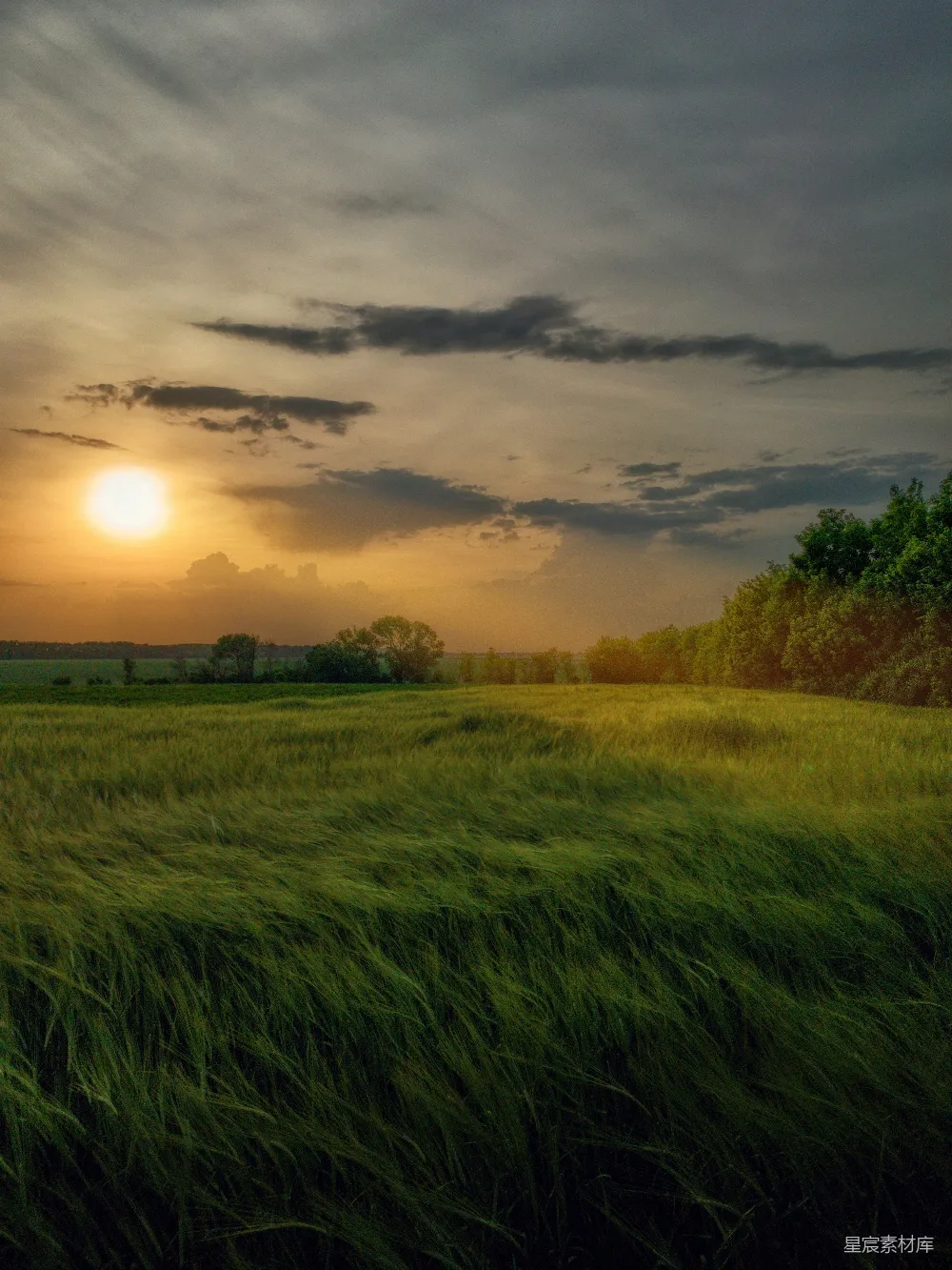 高清摄影 夕阳下的绿草场