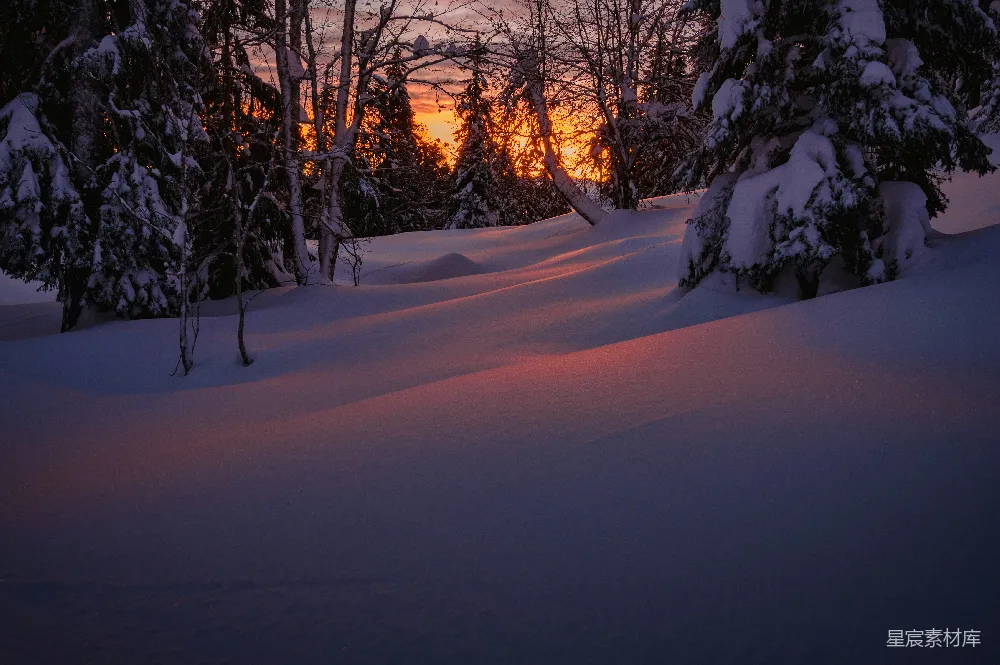 高清摄影 夕阳西下在一片雪林中