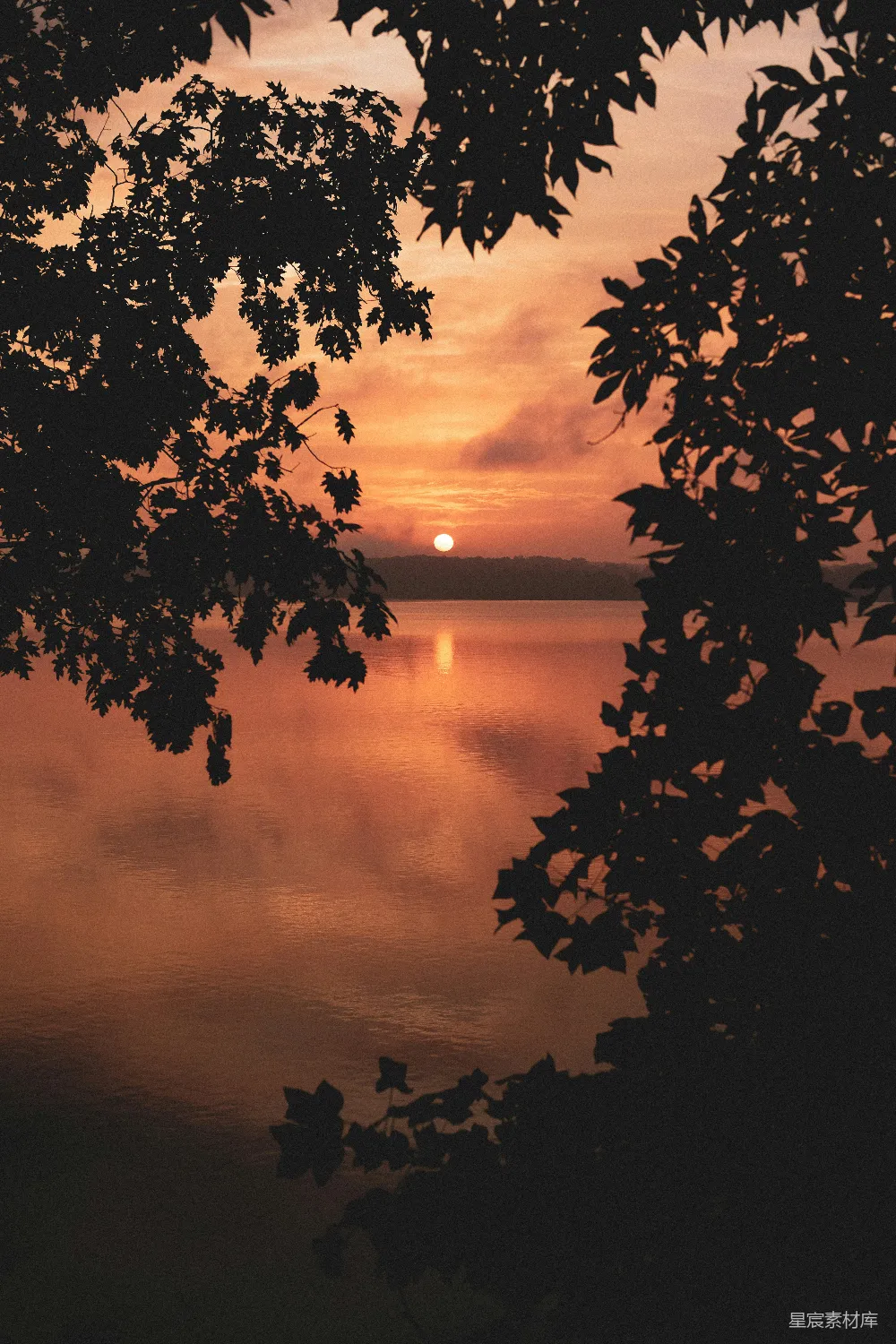 高清摄影 夕阳下的海鸥群