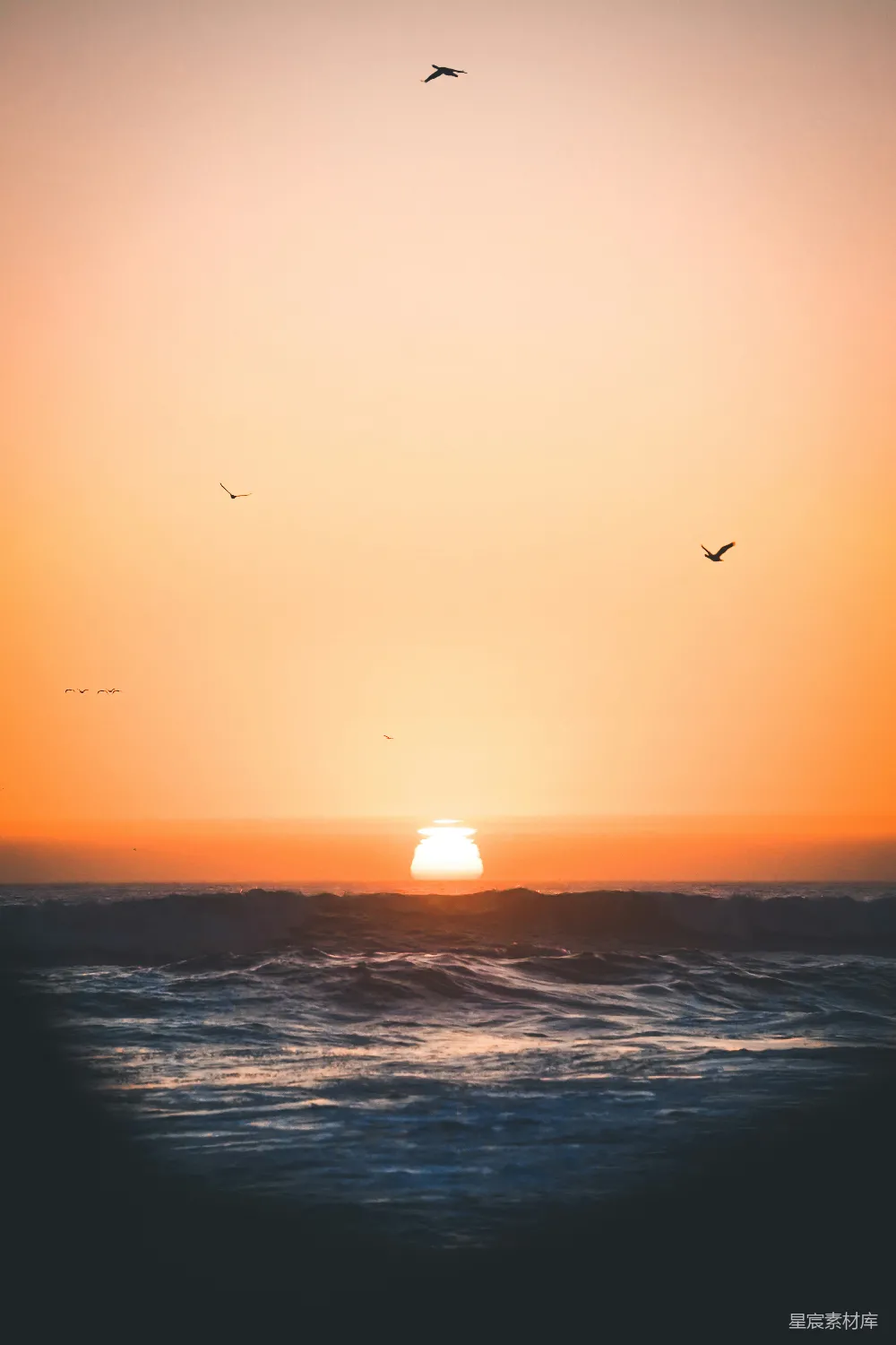高清摄影 夕阳下海面上飞翔的鸟群轮廓