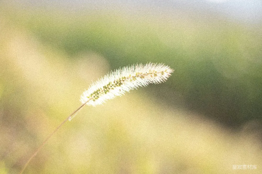 高清摄影 浅焦点摄影的白花