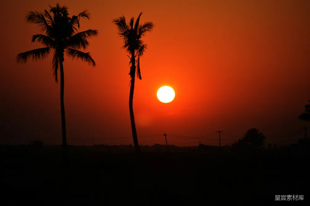 高清摄影 夕阳落在两棵棕榈树后
