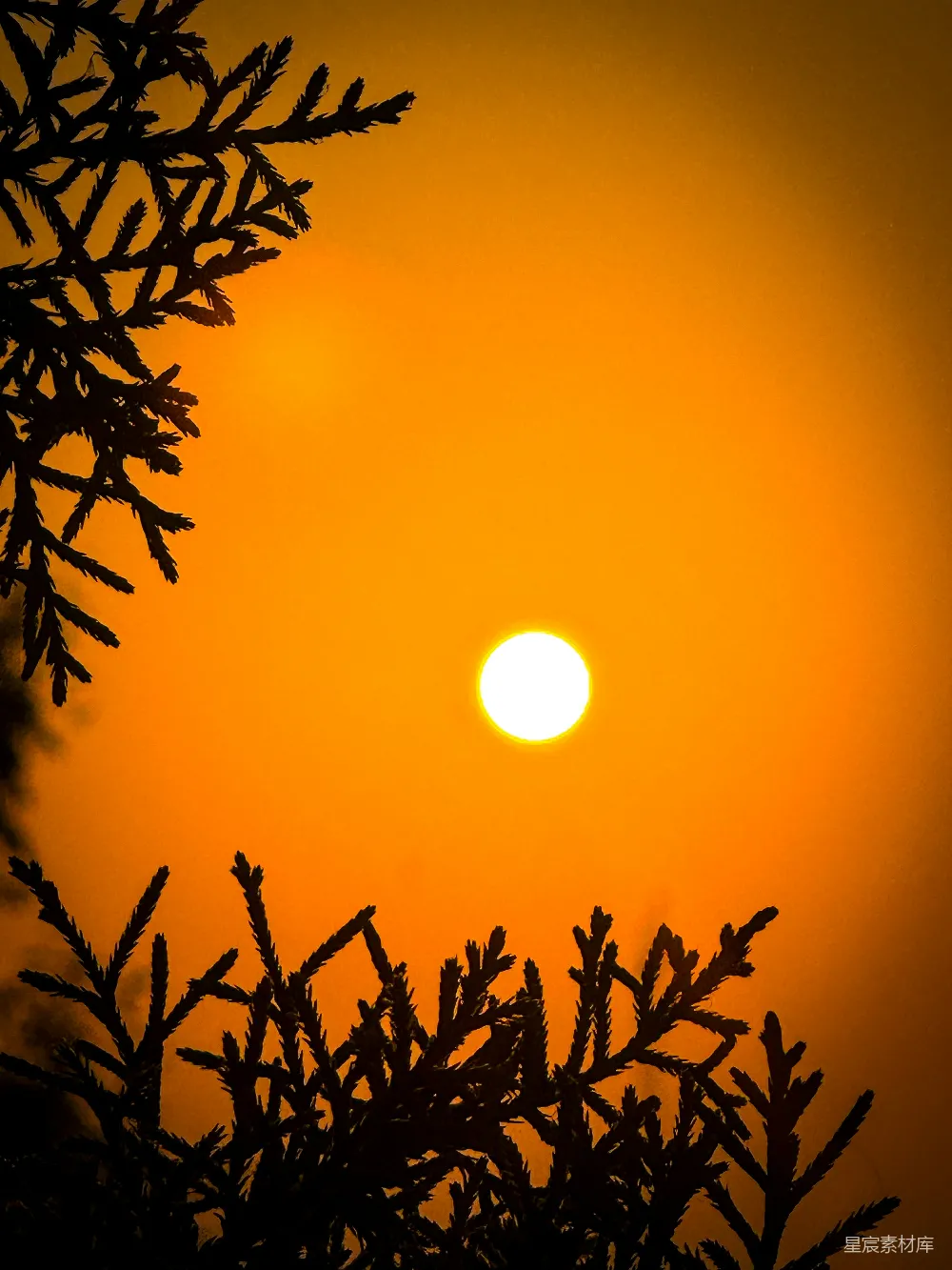 高清摄影 树后落下夕阳