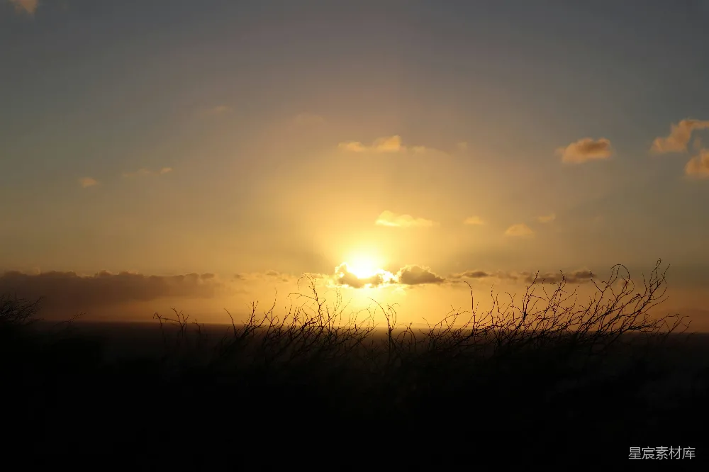 高清摄影 夕阳下的草影