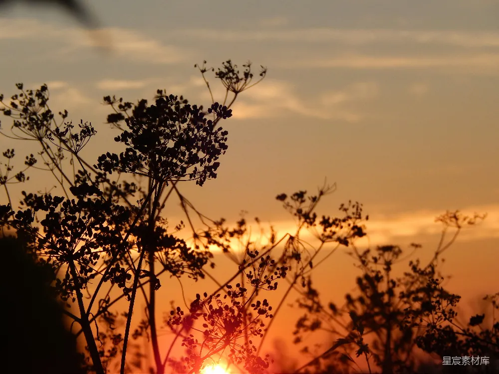 高清摄影 夕阳落在树冠的后面