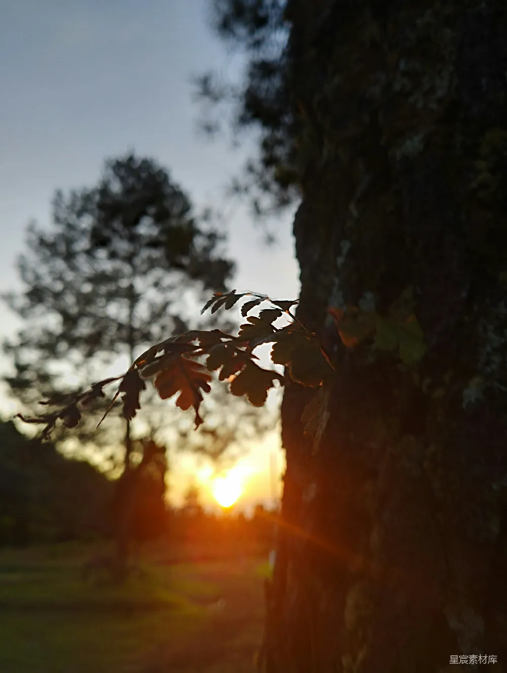 高清摄影 树旁的特写镜头，太阳在背景中。