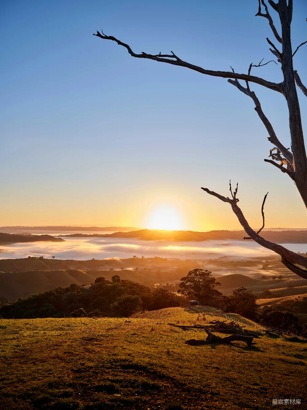高清摄影 山谷中夕阳西下的场景，前景有一棵树。