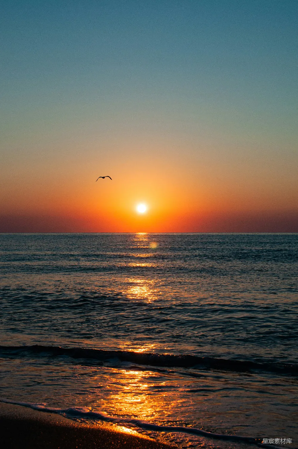 高清摄影 海天之间飞翔的鸟儿在日落时分