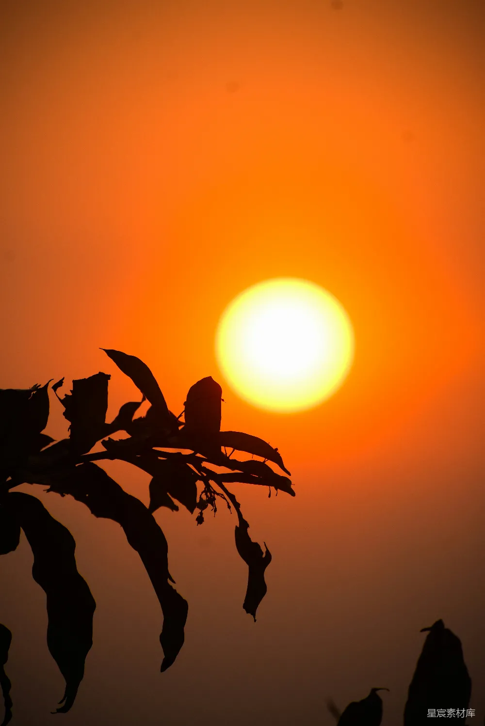 高清摄影 夕阳落在一棵树的枝桠后面