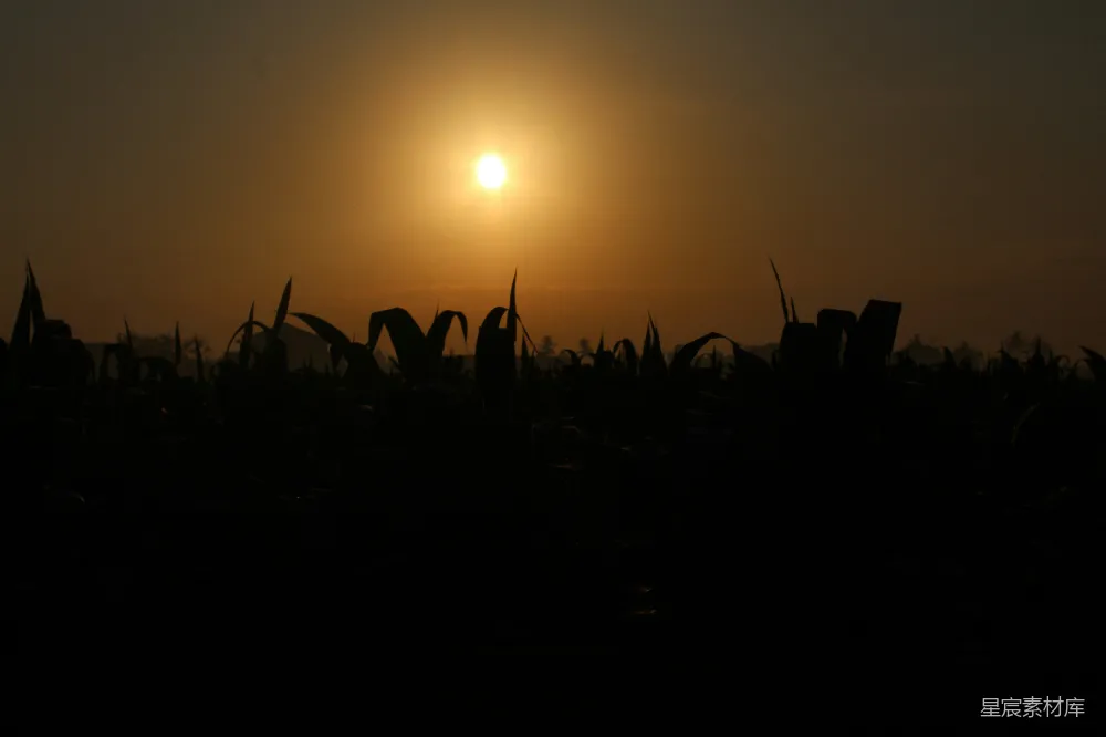 高清摄影 夕阳照耀在一片高高的草地上