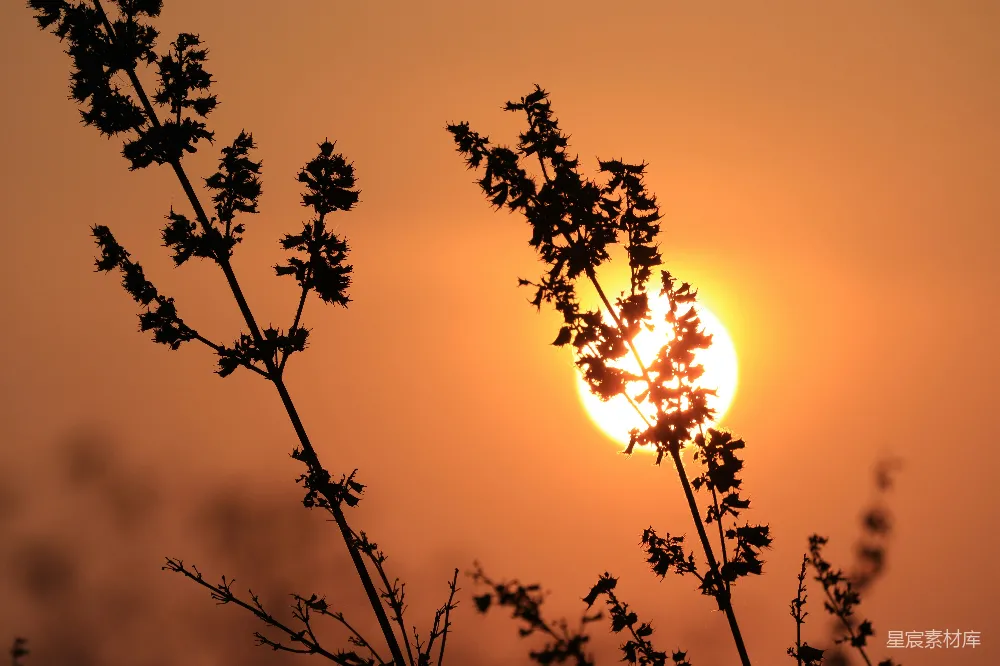 高清摄影  夕阳落在一棵树的枝桠后面