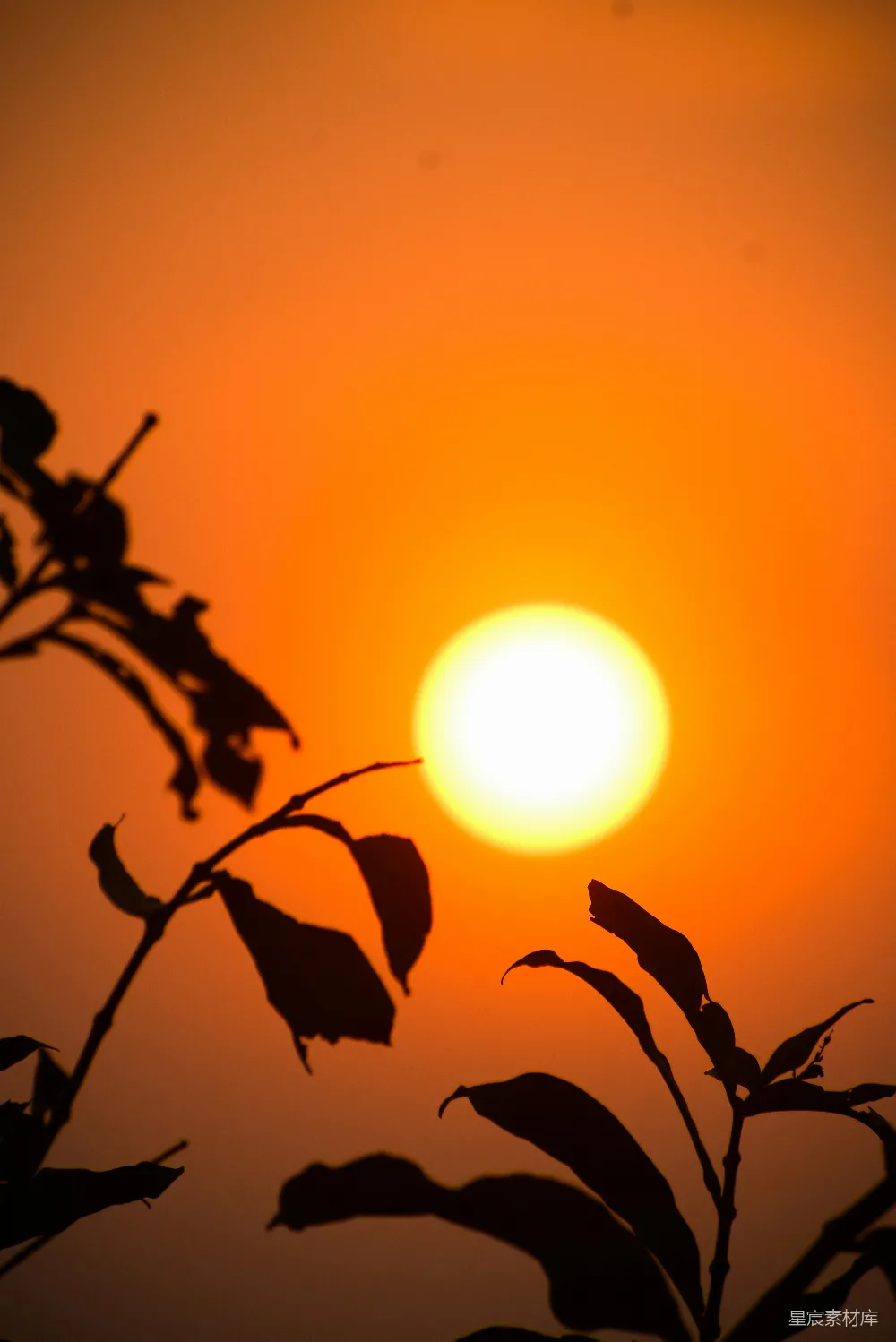 高清摄影 夕阳落在一棵树的枝桠后面