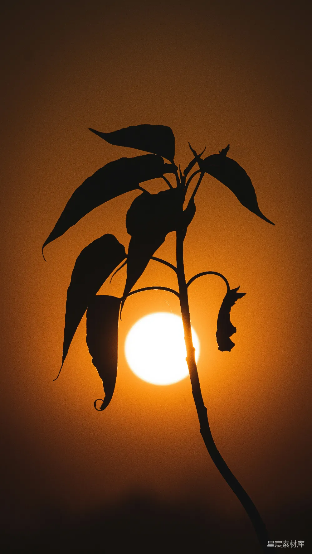 高清摄影 夕阳落在一棵树的枝干后面
