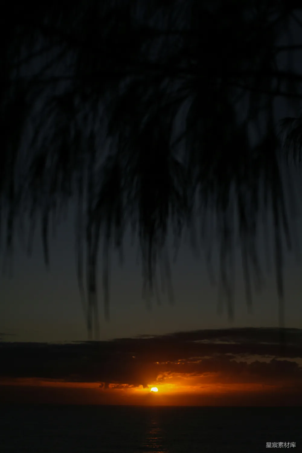 高清摄影 夕阳下的棕榈树轮廓