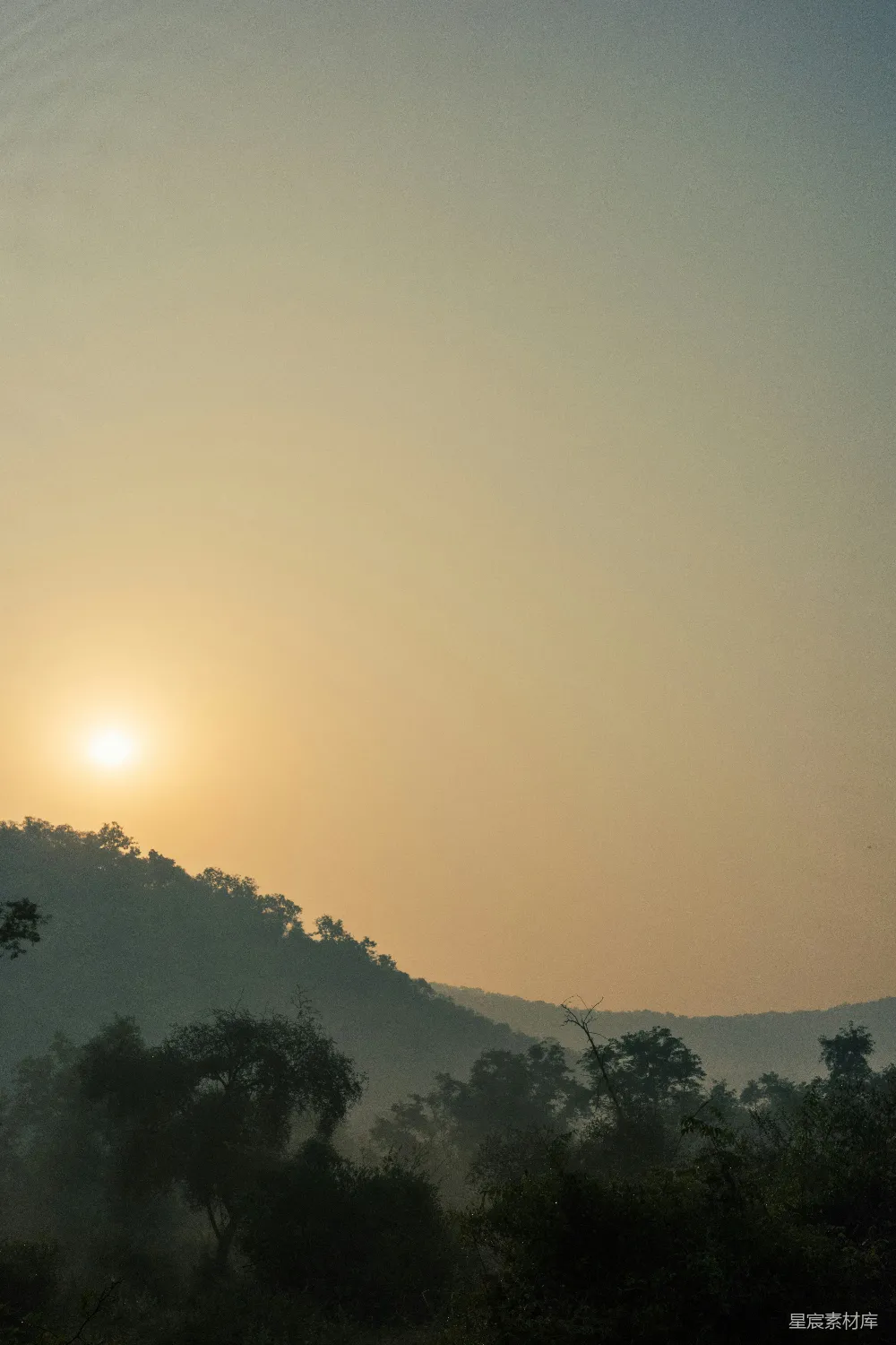 高清摄影 一只长颈鹿站在森林的中间