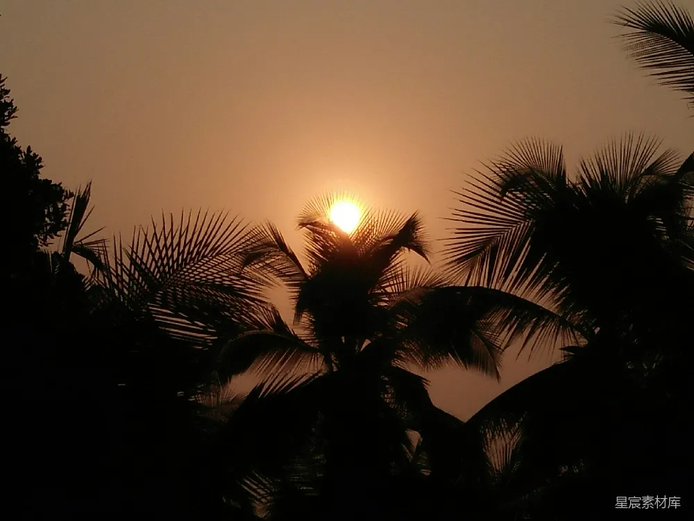 高清摄影 夕阳落在一些棕榈树后