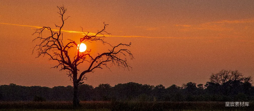 高清摄影 夕阳落在一片田野里的树后。