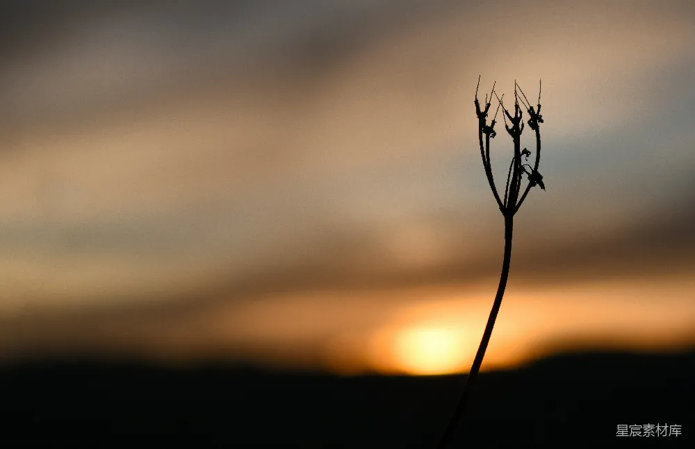 高清摄影 夕阳下植物的轮廓影子