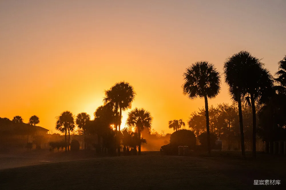 高清摄影 夕阳下的树影轮廓