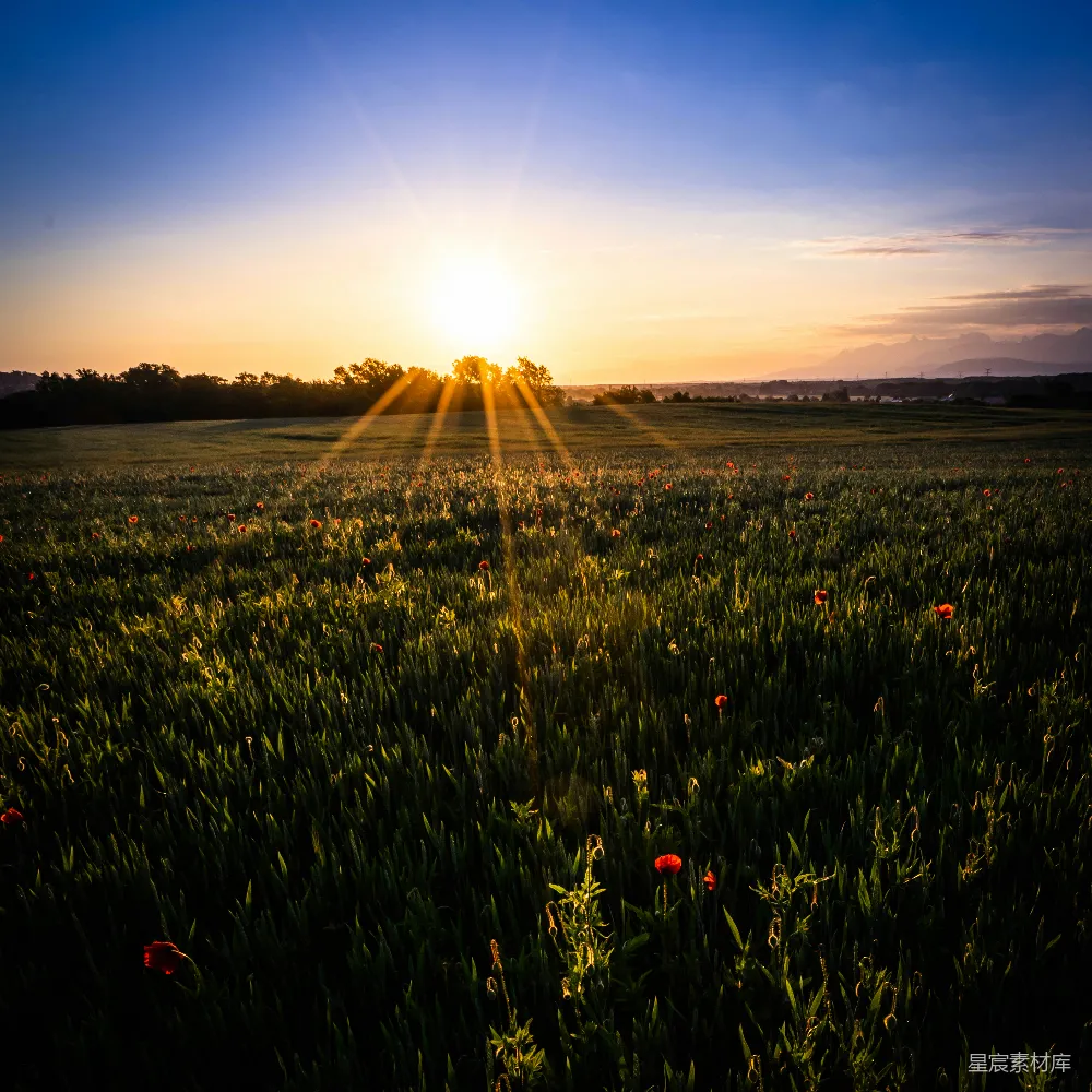 高清摄影 夕阳下的绿草 fields