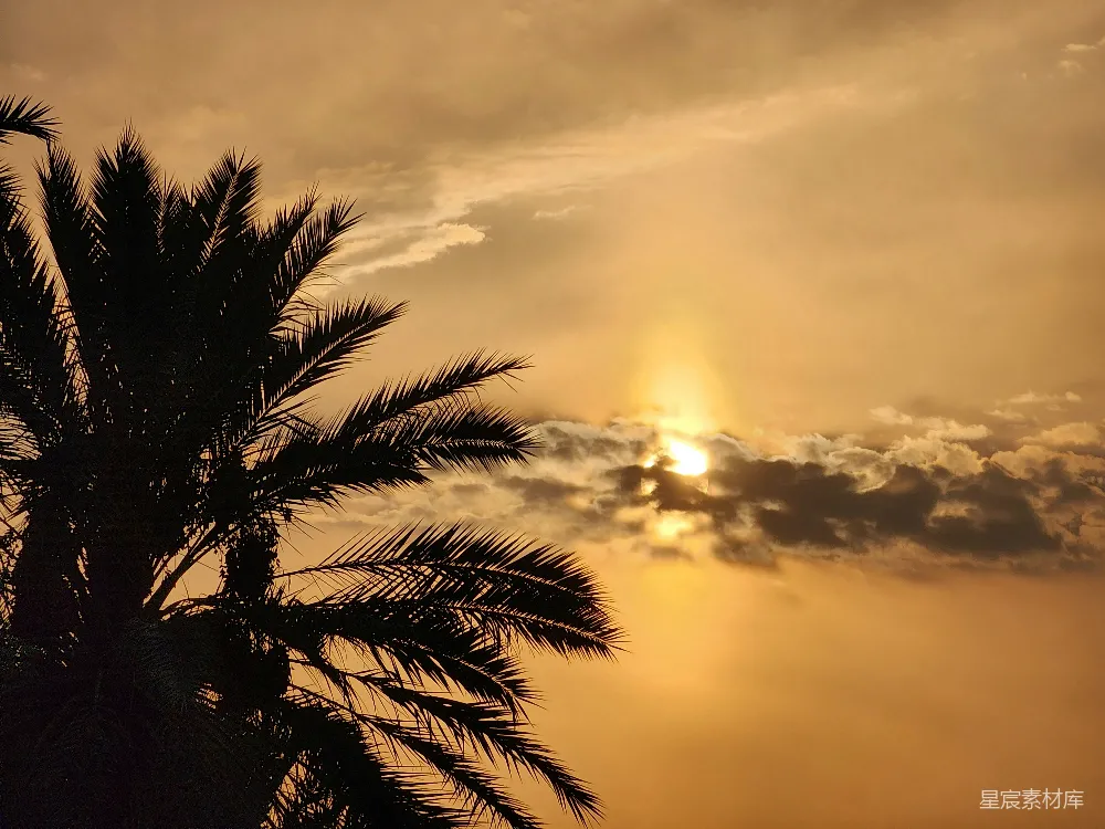 高清摄影 夕阳落在棕榈树后