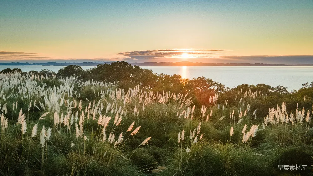 高清摄影 夕阳下草地旁近水面处