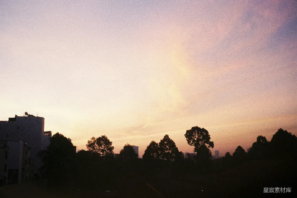 高清摄影 夕阳下的树影轮廓