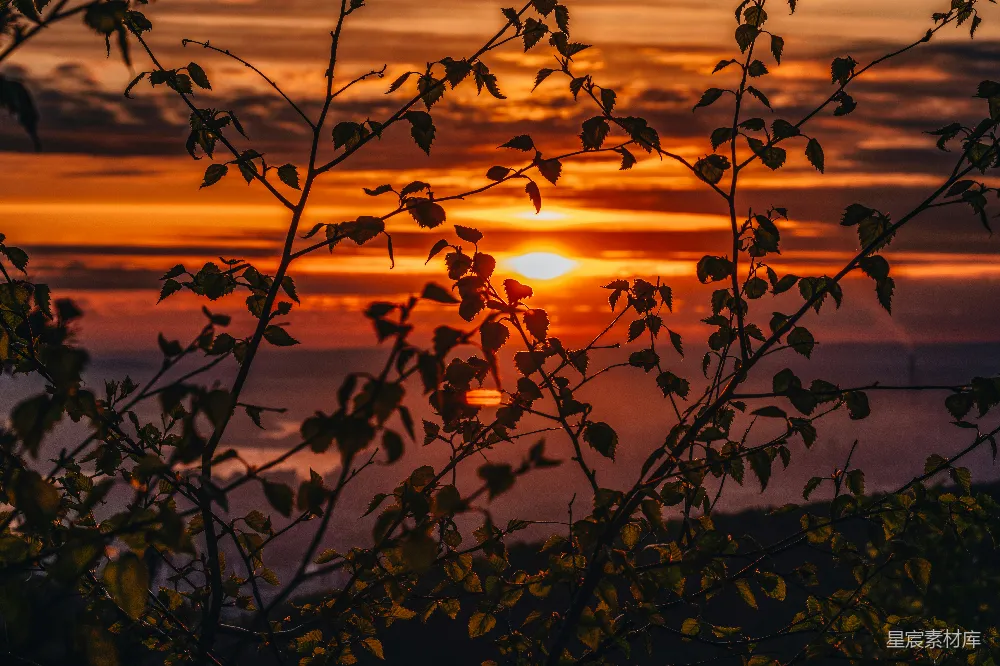 高清摄影 夕阳在树梢后闪耀着 vibrant 的光芒。
