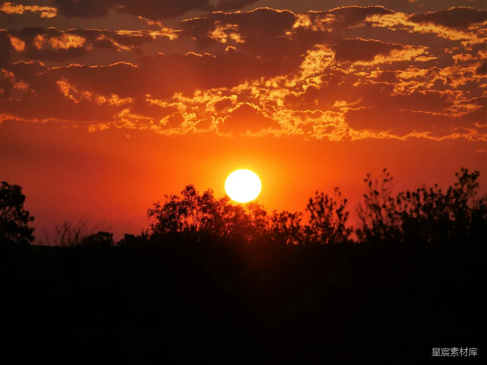 高清摄影 夕阳下的树影轮廓