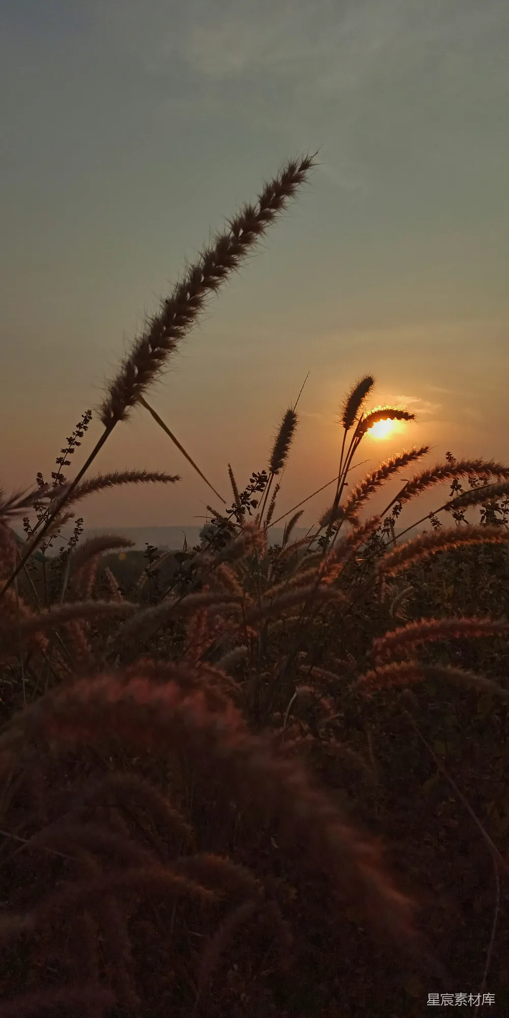 高清摄影 夕阳西下，一片茂密的草地上。
